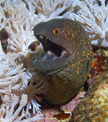 Hi there! Eel from Anilao, Philippines. by Jim Chambers 